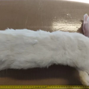 Conejo grande por unidades